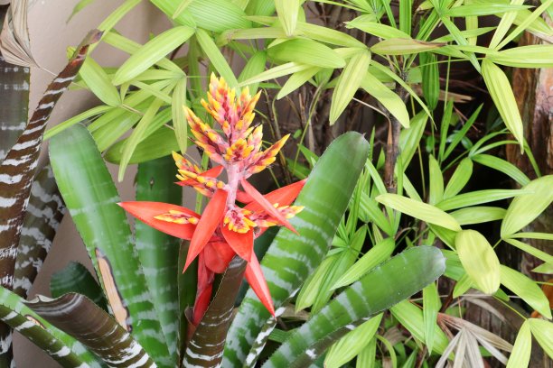 凤梨花在花园里红图片下载