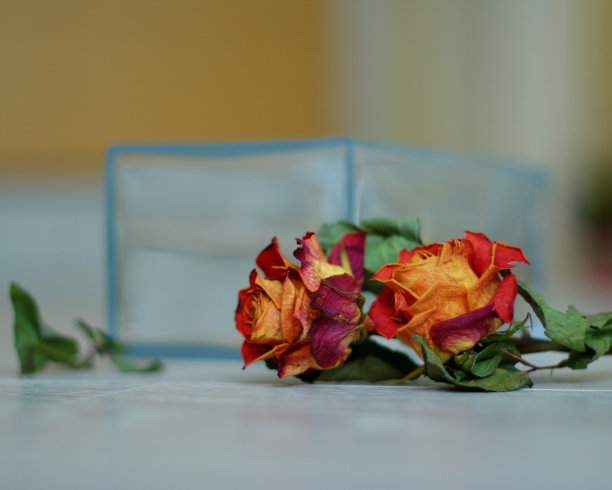 橙色玫瑰图片下载