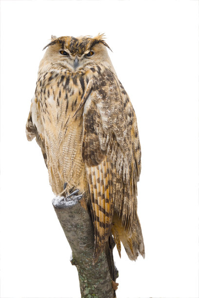 猫头鹰图片下载