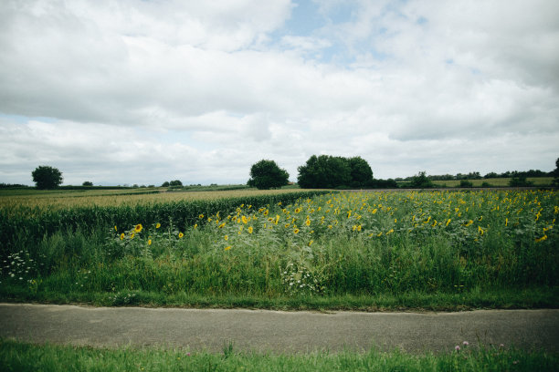 玉米和向日葵田图片下载