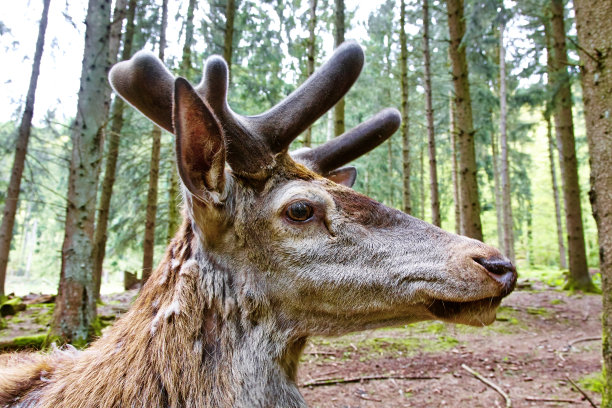 鹿靠近了头部图片下载