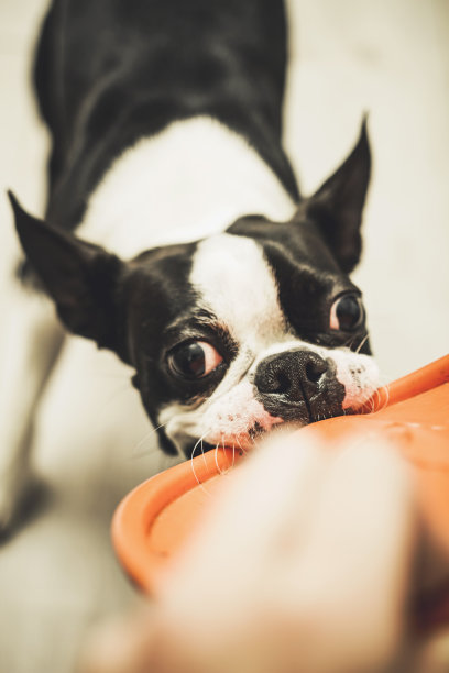 狗和主人玩飞盘图片下载