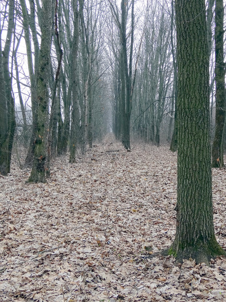 秋天公园里灰色的树巷图片下载