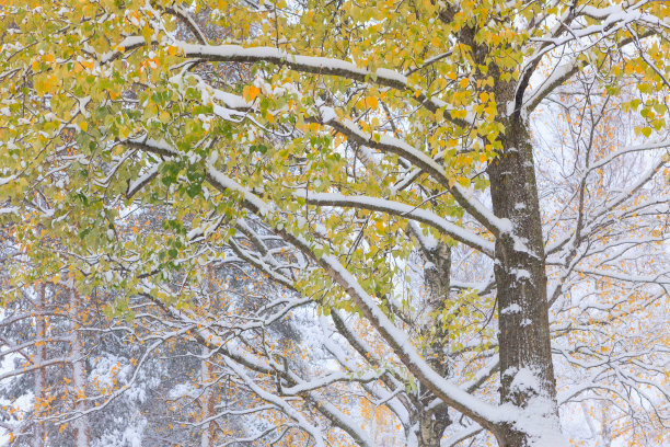 第一场雪和秋叶图片下载