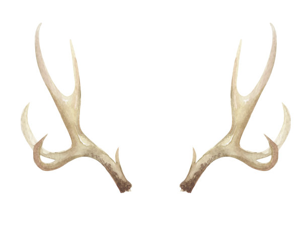 水彩鹿角鹿角骨画图片下载