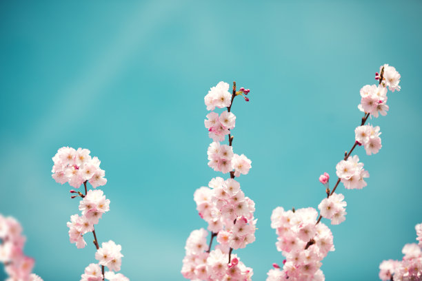 粉彩色调的樱花素材图片