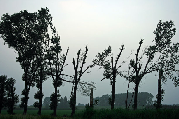 树在暴风雨图片下载