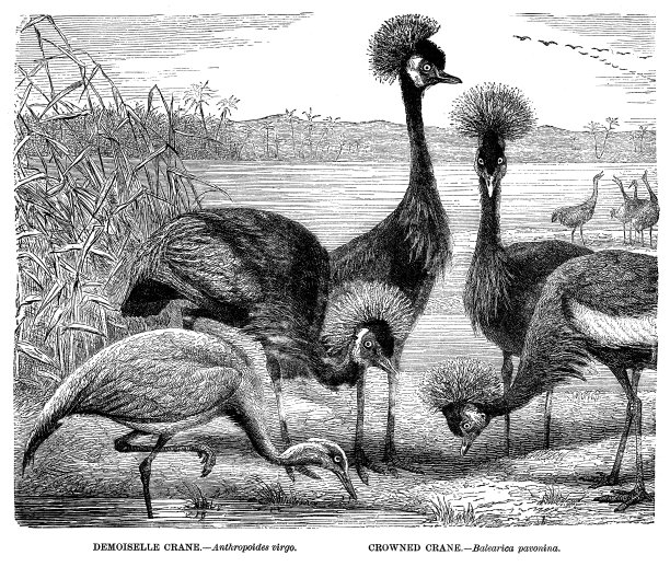 鹤姑娘和鹤冠图片下载