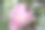 山茶花图片素材ID：305420562