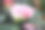 山茶花图片素材ID：305420694