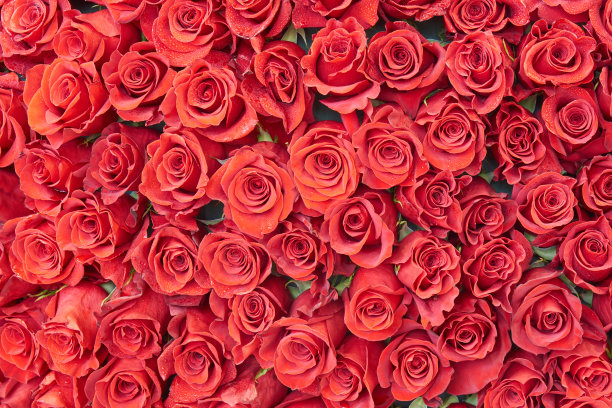 许多红玫瑰图片下载