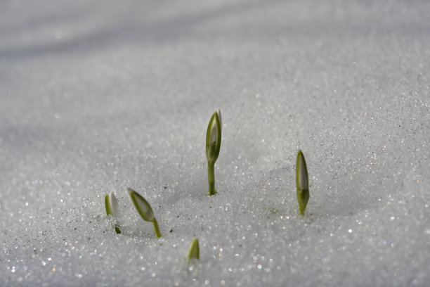 春天的第一个迹象图片下载