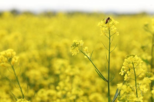 油菜花和蜜蜂图片下载