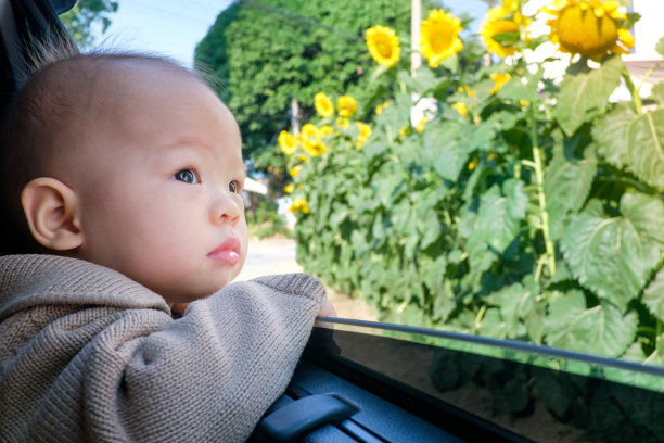 可爱的亚洲小男孩坐在车里，从打开的窗户看花， 小孩在看路边的向日葵图片下载