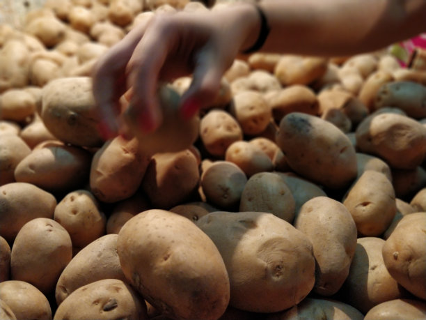 土豆出售图片下载