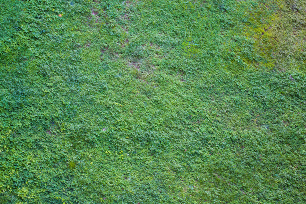 有很多杂草的天然草地图片下载