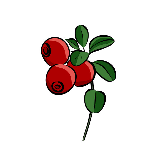 手绘红越橘图片下载