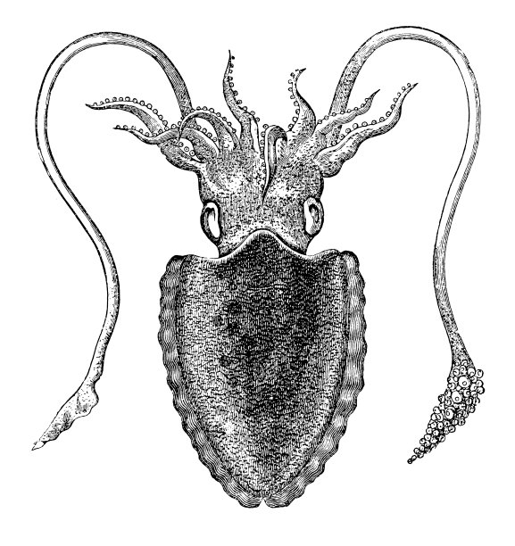 普通墨鱼或欧洲普通墨鱼(Sepia officinalis)图片下载