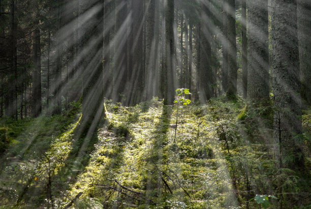 森林道路具有晨光与阳光的光线效果图片下载