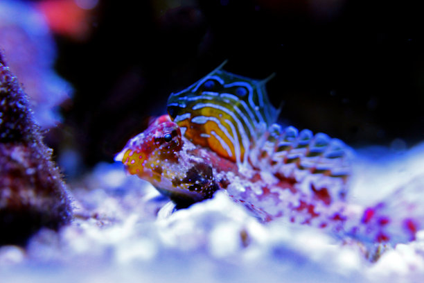 红机车小龙图片下载