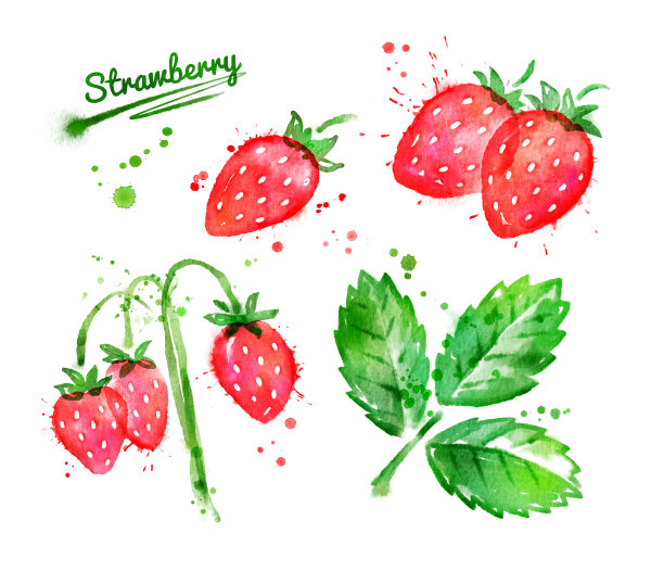 野生草莓的水彩插图图片下载