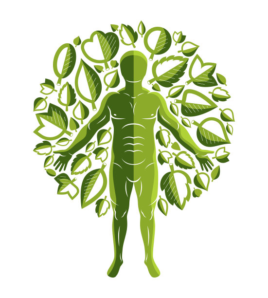 矢量图形插图强壮的男性，身体轮廓站在白色的背景和使用绿叶。生食饮食，无转基因概念。图片下载