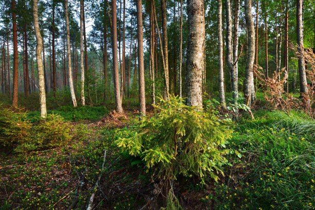 芬兰北部森林图片下载