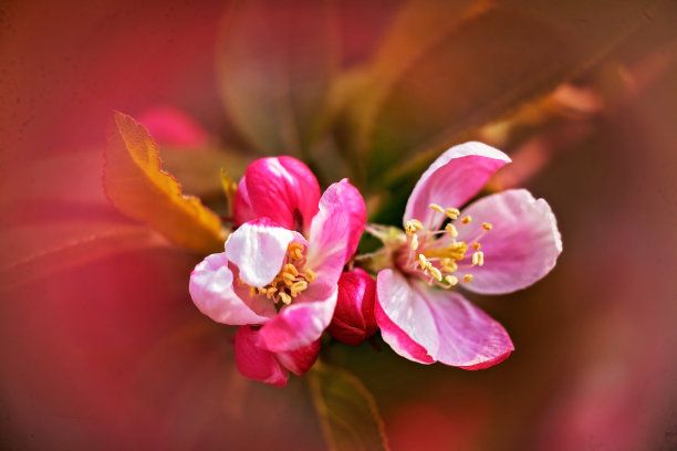 文摘苹果花图片下载