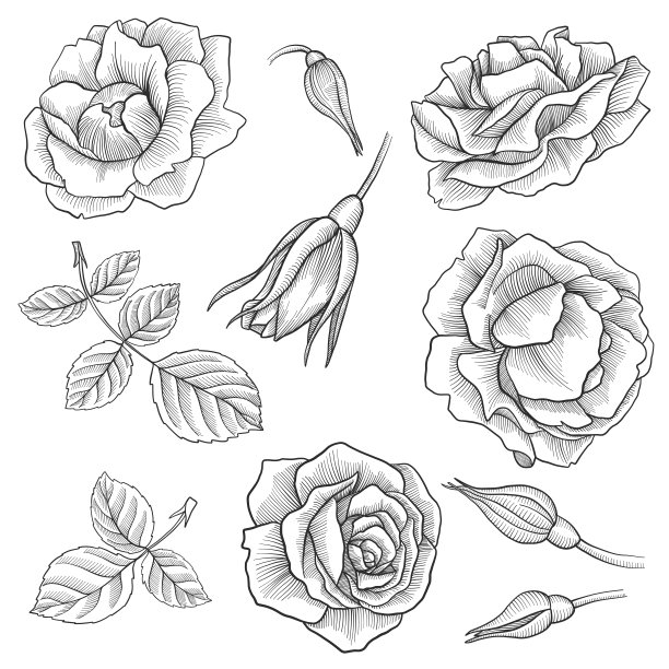 复古矢量花卉套装素材图片