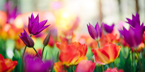 五颜六色的郁金香领域图片下载