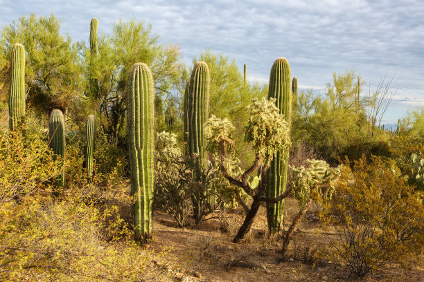 日落时分，仙人掌丛在撒瓜罗国家公园，美国亚利桑那州东南部。图片下载