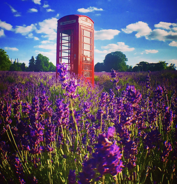 叫薰衣草图片下载