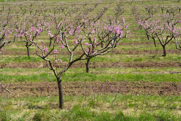 春日桃园图片下载