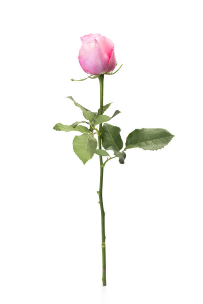 粉红玫瑰孤立在白色背景上图片下载