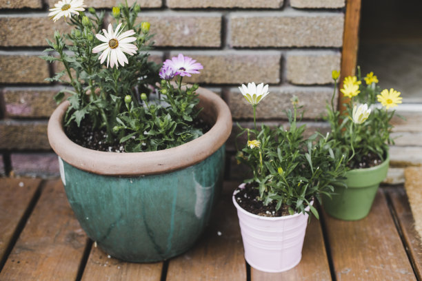 门廊上的盆栽和鲜花图片下载