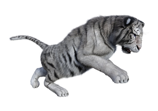 3D渲染白虎在白色素材图片