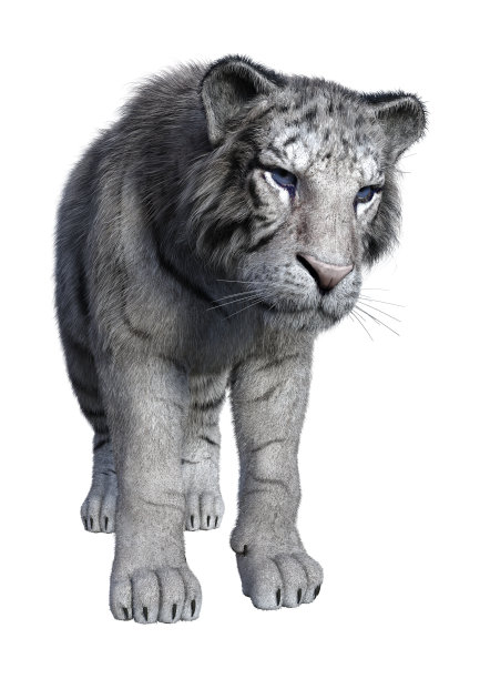 3D渲染白虎在白色图片下载