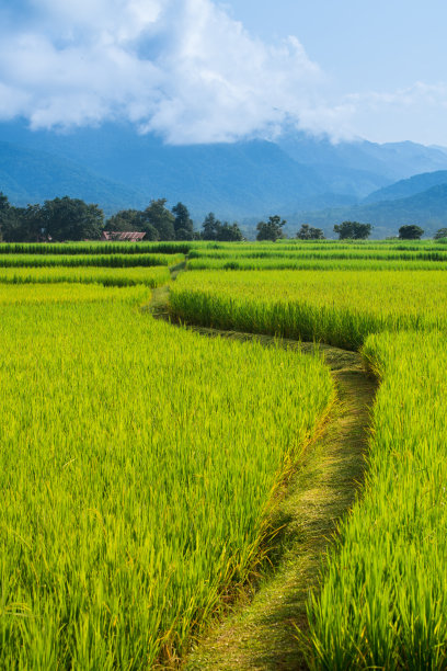 稻田的方式在绿色的田野背景图片下载