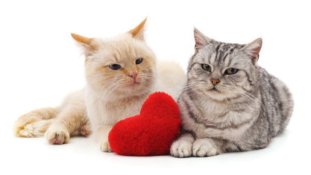 灰白猫。图片下载