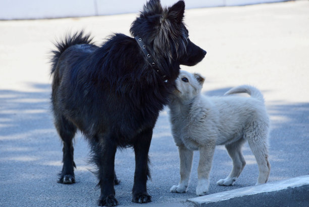 狗带着小狗在路上图片下载