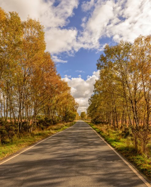 一条穿过两行秋色树木的路。图片下载