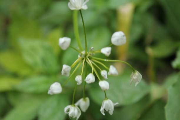 白色的花图片下载