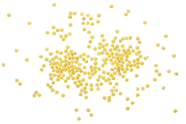 小米孤立在白色背景上。俯视图图片下载