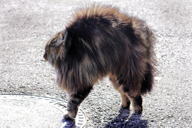 一只猫威胁着，使一只猫弓起背来图片下载