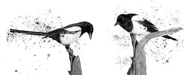 两只黑白鸟和喷漆图片下载