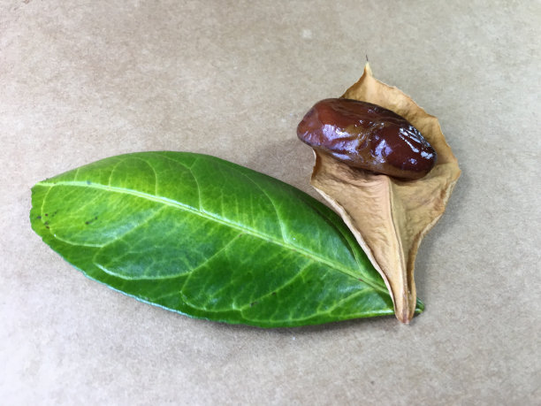 棕榈日期隔离图片下载