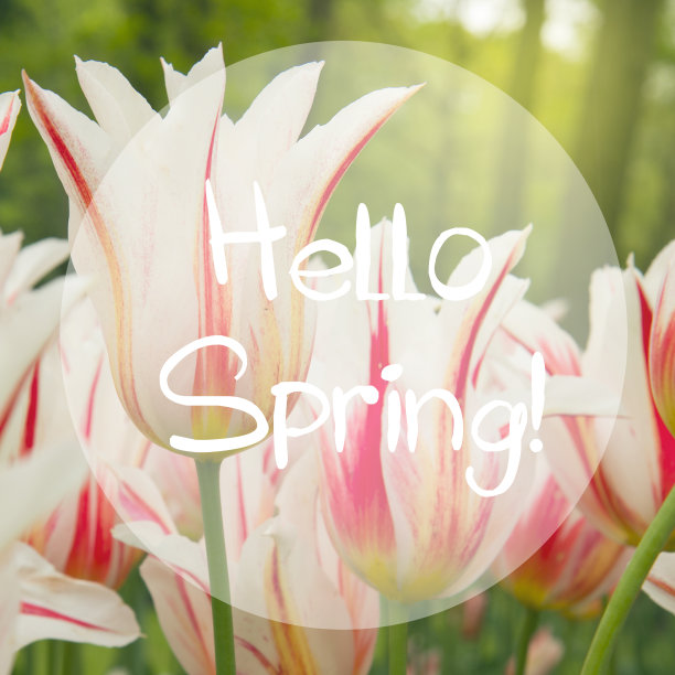 春天的郁金香接近u图片下载