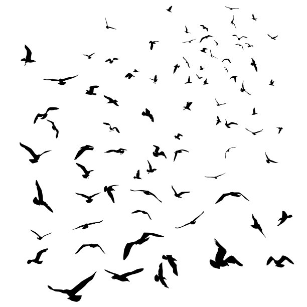 海鸥黑色的剪影在孤立的白色背景上。向量图片下载