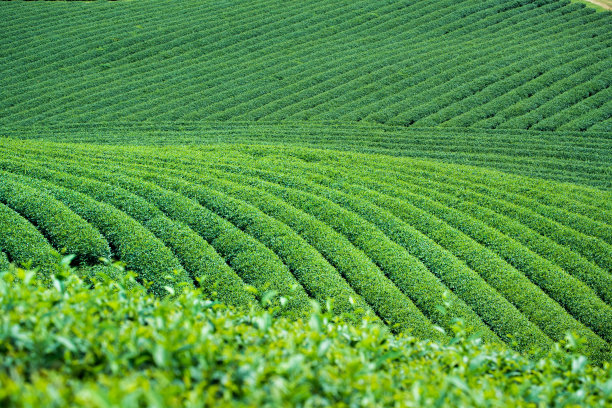 越南Moc Chau村的茶园素材图片
