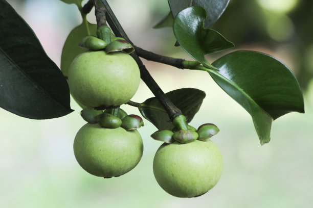 近看，山竹的果实长在树枝上。图片下载